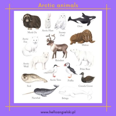 zwierzęta arktyczne po angielsku